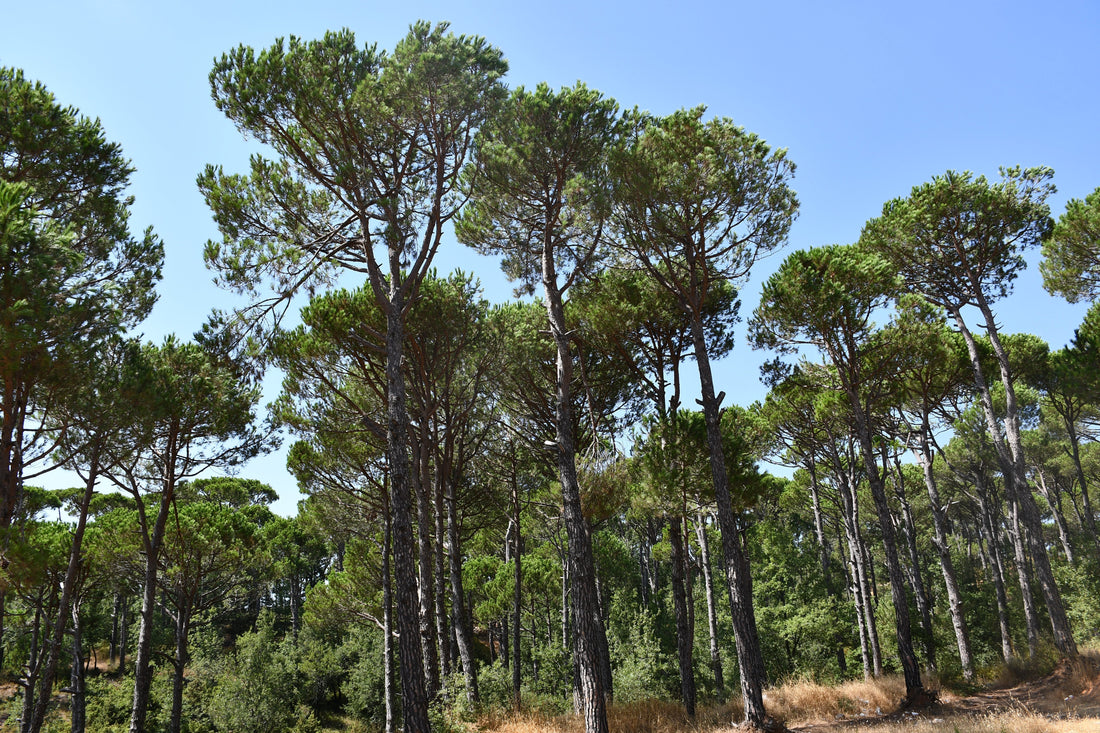 Where Do Pine Nuts Come From? The Origins of Soha Nuts